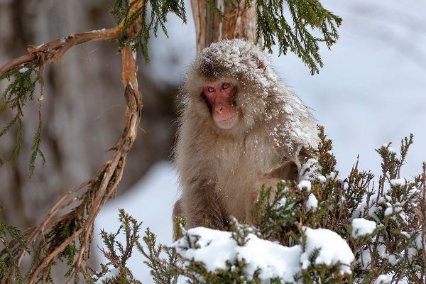 Goff, Ellen 아티스트의 Japan-Nagano An adult Japanese snow monkey sits in a cedar tree작품입니다.